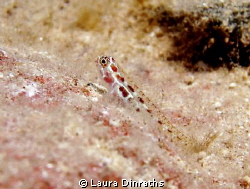 Goby on coral by Laura Dinraths 